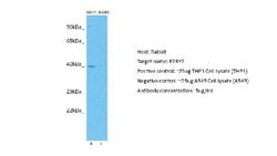 P2Y2 Antibody, Novus Biologicals 100 &mu;L; Unconjugated:Antibodies, Polyclonal